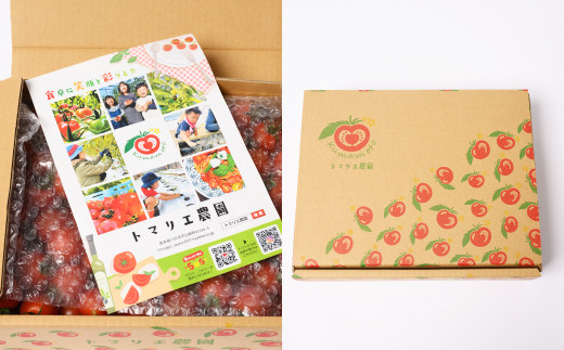【先行受付】 野菜 ソムリエ 岡田健志郎が育てた ミニトマト 1.2kg 3回発送 定期便