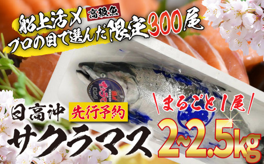 ＜2023年5月から順次発送＞ 北海道産 サクラマス 2～2.5kg まるごと 1尾 ＜予約商品＞