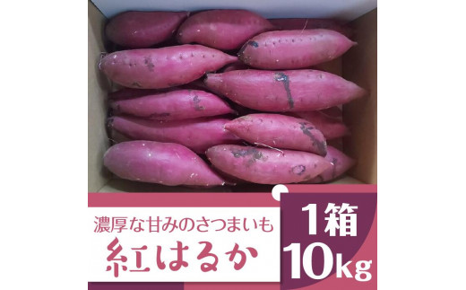 BZ-14 濃厚な甘みのさつまいも　紅はるか　10kg