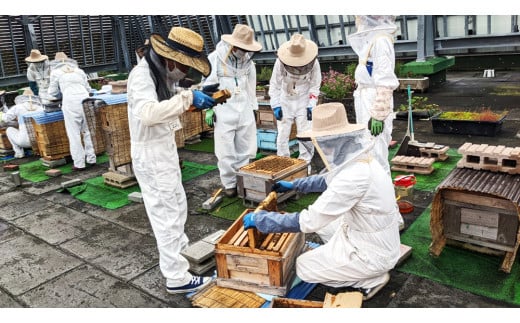 2024年採蜜 とみやはちみつ 120g×3個セット｜令和6年収穫 国産 富谷 蜂蜜 ハチミツ 瓶 [0225] - 宮城県富谷市｜ふるさとチョイス  - ふるさと納税サイト