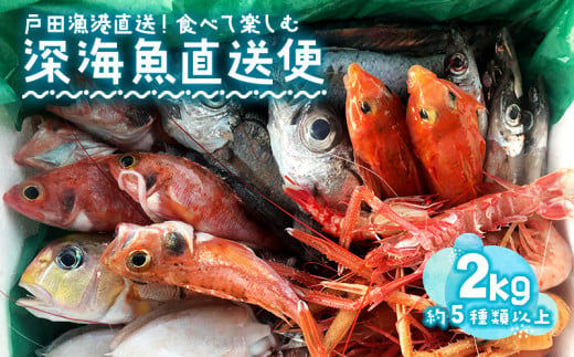 見て食べて楽しむ 深海魚直送便 約2kg 2～3人前 セット 深海魚の宝庫 沼津 戸田 からお届け！