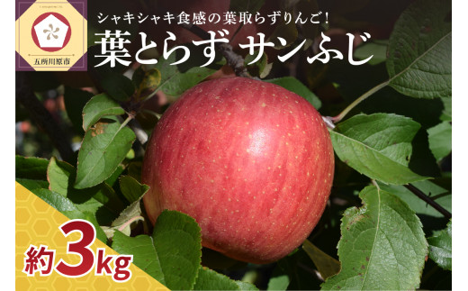 【選べる 配送時期】りんご 葉とらず サン ふじ 3kg 程度 青森 贈答【 林檎 リンゴ サンフジ サンふじ 】