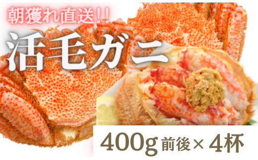【令和8年発送】三陸産 三陸活毛ガニ 400g×4杯【2026年3月～4月発送】【05】