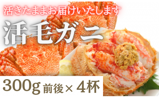 【令和8年発送】三陸産 三陸活毛ガニ 300g×4杯【2026年3月～4月発送】【05】