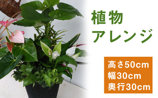 植物 アレンジ Bringgreen 室内 観葉 植物 菊池市菊池市 ふるさと納税 ふるさとチョイス