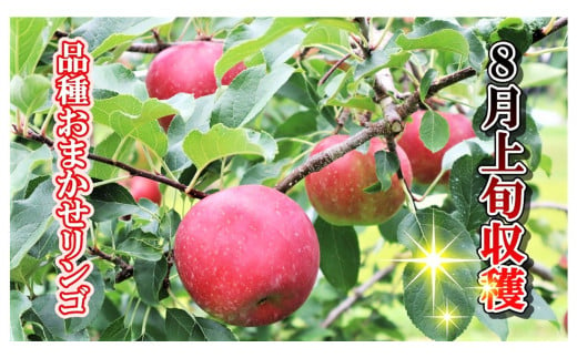 8月上旬から収穫できる希少なリンゴです！！