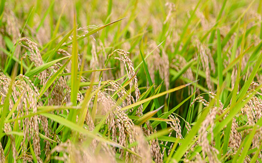収穫間近の稲。しっかりこうべを垂れています。