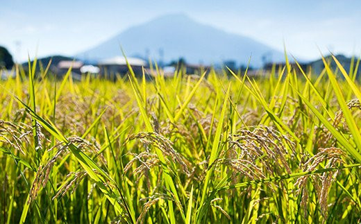 蔵元の水田で美味しいお米は育ちます