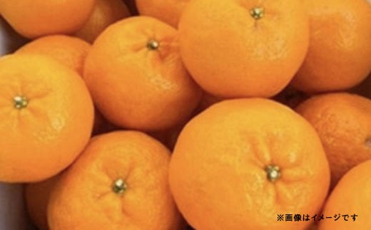 【12月下旬～順次発送予定】ポンカン 早生 8kg（40個前後）ひでみかん 柑橘 果物 331848 - 熊本県宇城市