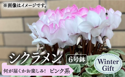 2023年11月24日以降発送分】 何が届くかお楽しみ！シクラメン 鉢植え