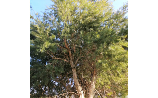 ティートリーの木。その昔、オーストラリアの原住民たちが身体のケアで使用してきた歴史があるハーブ。