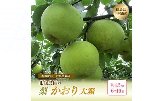 北條農園 有機肥料 低農薬栽培 梨[かおり]大箱 約4.5kg 6~16玉 なし ナシ 福島県 白河市 F21R-118