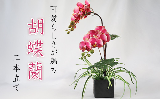 ふるさと納税 No.158 シンビジューム 花五輪 愛知県知多市