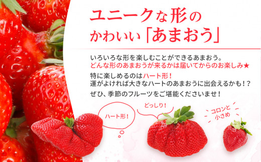 【2023年3月より順次発送】