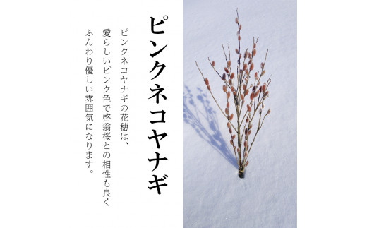 《先行予約》啓翁桜とピンクネコヤナギセット（60～80㎝×10本／60～80㎝×5本）【さとう農園】●2023年12月下旬発送開始　啓翁桜 桜  ピンクネコヤナギ 秋田県 秋田 あきた 鹿角市 鹿角 かづの 花見 お花見 お祝い ギフト プレゼント