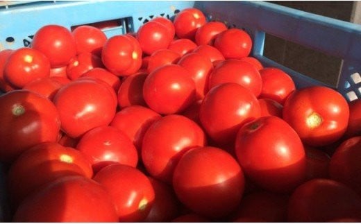 トマトセットA（トマトジュース食塩無添加缶×60本・トマトケチャップ×6個）