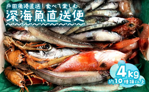 見て食べて楽しむ 深海魚直送便 約4kg 3～5人前 セット 深海魚の宝庫 沼津 戸田 からお届け！
