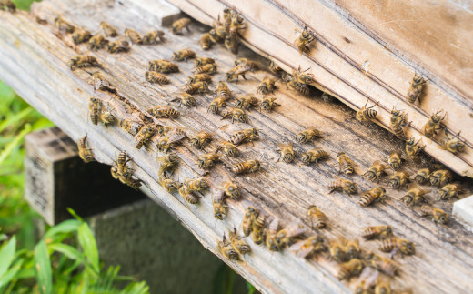一般的な『セイヨウミツバチ』とは違い、
日本の在来種ミツバチ『ニホンミツバチ』が集めたハチミツです。