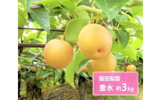 豊水 約3kg / 飯田梨園 / 梨 なし 大玉 朝獲り 果物