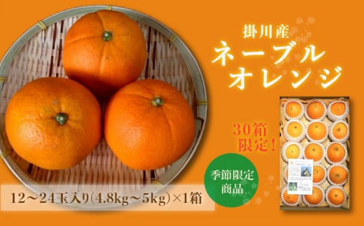 ５２０２　掛川産ネーブルオレンジ（１２から２４玉・約4.８ｋｇ～5ｋｇ）×１箱　令和６年1月中旬からの発送です（ギフト）マルケン大石農園