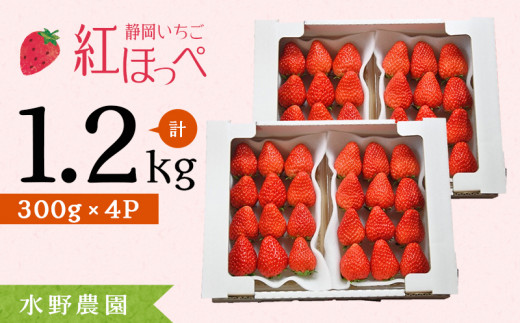 １７０５ 掛川産 完熟いちご 紅ほっぺ 300g×４P 1.2ｋｇ (8～15粒入×4P