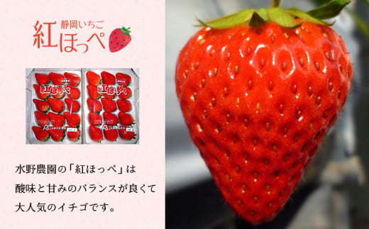 １７０６ 掛川産完熟いちご 紅ほっぺ 300g×6P 1.8ｋｇ (8～15粒入×6P ...