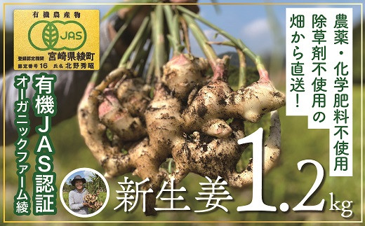 83-15_【有機JAS】新生姜1.2Kg！除草剤不使用！ジンジャーエールや甘酢漬けに！
