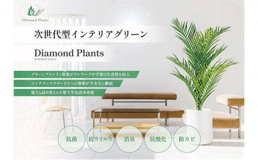 観葉植物】アレカヤシ 8号 ブラウンバスケット鉢カバー 土の表面