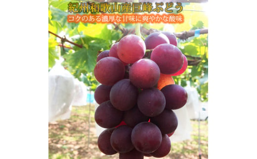 紀州和歌山産の種なし巨峰ぶどう２房（約800g〜1kg）※2025年8月上旬頃〜2025年9月上旬頃に順次発送予定 / ぶどう ブドウ 葡萄 種無し フルーツ 果物 くだもの【uot814】  1493131 - 和歌山県串本町