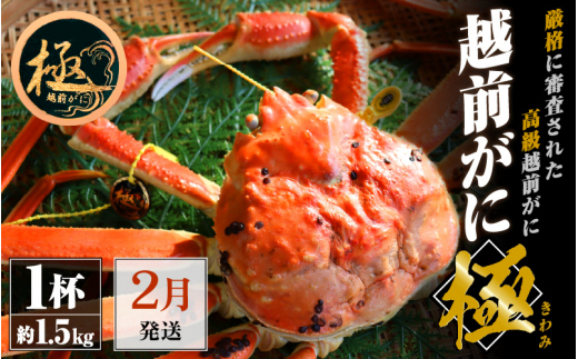 越前がに本場の越前町からお届け！越前がに極 浜茹で × 1杯（生で約1.5kg）極タグ付き！正真正銘の越前がに極！【かに カニ 蟹】【福井県 越前町 雄 ズワイガニ ボイル 冷蔵 越前ガニ 越前かに 越前カニ ずわいがに ずわい蟹 かに カニ 蟹】【2月発送分】希望日指定可 備考欄に希望日をご記入ください [e22-x009_02] 287644 - 福井県越前町