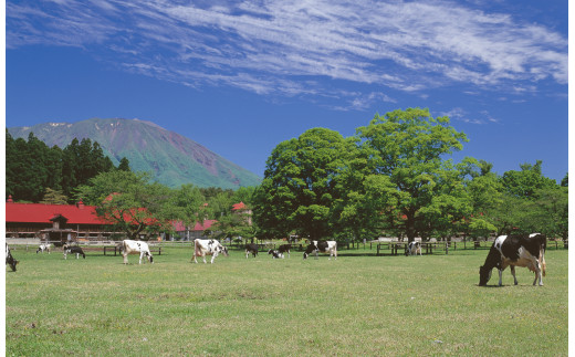 農場内では約2,000頭の牛が飼育されています。