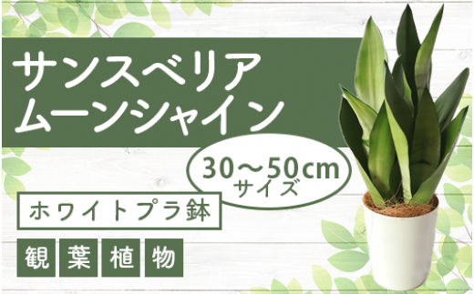 【観葉植物】サンスベリア・ムーンシャイン 30cm～50cm(Green Base/014-1409) 南国鹿児島県で育った 観葉植物！植物 鉢付  インテリア 室内 オフィス おしゃれ プレゼント ギフト 開店祝い 移転祝い マイナスイオン【配送不可地域：北海道・沖縄県・離島】