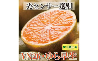 ＜9月より発送＞家庭用 極早生有田みかん4.5kg+135g（傷み補償分）YN26 ゆら早生 訳あり 485866 - 和歌山県由良町