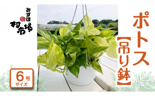  ポトス 1鉢 【 吊り鉢 】 観葉植物 ガーデニング 植物 鉢