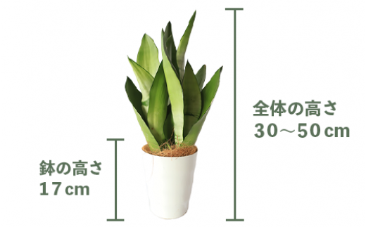 【観葉植物】サンスベリア・ムーンシャイン 30cm～50cm(Green Base/014-1409) 南国鹿児島県で育った 観葉植物！植物 鉢付  インテリア 室内 オフィス おしゃれ プレゼント ギフト 開店祝い 移転祝い マイナスイオン【配送不可地域：北海道・沖縄県・離島】