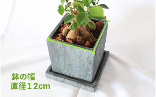 1月上旬～発送【観葉植物】ガジュマル 25cm～35cm(Green Base/014-1387