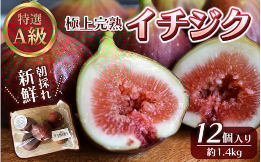 樹上完熟イチジク 特選 A 級品 M〜L サイズ 総重量 約 1.4 kg 無花果 いちじく 完熟 フルーツ くだもの【mat107】 765488 - 和歌山県串本町