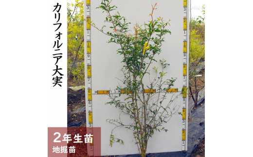 すだ農園 2年生苗 カリフォルニア大実ザクロ 柘榴 地掘苗 21年 22年12月上旬頃 23年4月下旬頃に順次発送予定 北海道 沖縄 離島への配送不可 京都府亀岡市 ふるさとチョイス ふるさと納税サイト