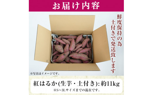 No.560 ＜訳あり・不揃い＞鹿児島県日置市産さつまいも！熟成紅はるか