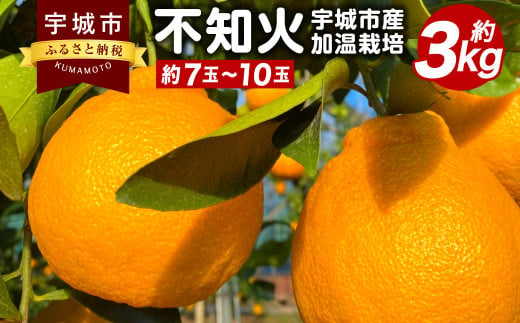 【先行予約】 宇城市産 加温栽培 不知火 約3kg（約7玉～10玉）【坂下園】【2024年12月上旬から下旬発送予定】しらぬい 蜜柑 熊本県産 九州産 国産