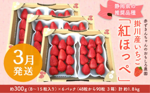 １７５６　①3月からの発送　掛川産いちご 紅ほっぺ 約300g×６パック 計1.８ｋｇ ※発送時期の選択は3月のみです 赤ずきんちゃんのおもしろ農園 940183 - 静岡県掛川市