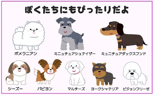 トイプードル及び小型犬用カラー（首輪）＆リード(カラー：水色・赤