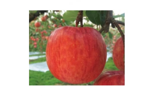 りんご 「サンふじ紅虎」 贈答用 約5kg【1326710】 467625 - 青森県青森市