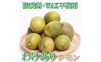 ＜9月より発送＞家庭用 黒潮レモン5kg+150g（傷み補償分）【和歌山有田産】【防腐剤・WAX不使用、安心の国産レモン】【わけあり・訳ありレモン】 468280 - 和歌山県かつらぎ町