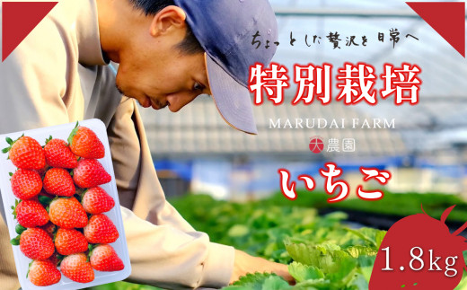 特別栽培 いちご 1.8kg 【訳あり】ミニサイズ　熊本県 たまな 468535 - 熊本県玉名市