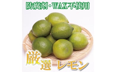 ＜9月より発送＞厳選 黒潮レモン3.5kg+105g（傷み補償分）【和歌山有田産】【防腐剤・WAX不使用、安心の国産レモン】 468277 - 和歌山県かつらぎ町