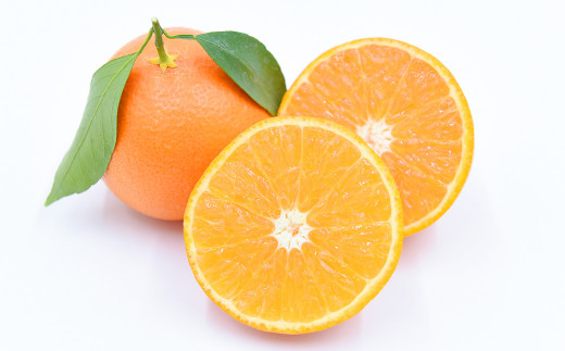 極上の柑橘「天草」