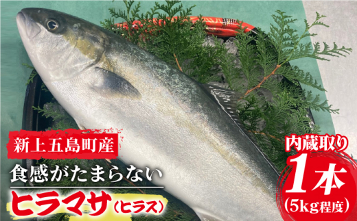 コリコリ食感がたまらない 新上五島町産 養殖 ヒラマサ ヒラス 1本 カミティバリュー Rbp005 長崎県新上五島町 ふるさとチョイス ふるさと納税サイト