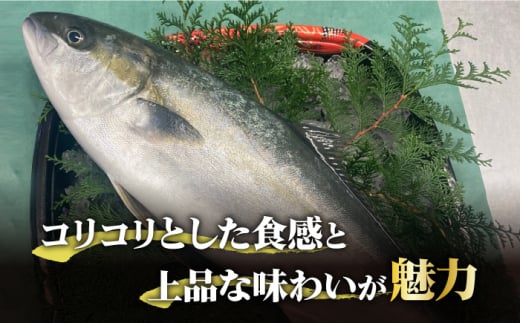 【コリコリ食感がたまらない！】新上五島町産 養殖 ヒラマサ （ヒラス） フィーレ 3枚おろし （カマ入り）【カミティバリュー】 [RBP006]