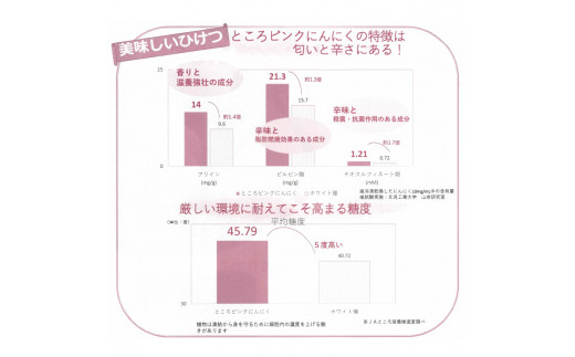 A5 074 健康パワー満点 幻のところピンクにんにく 2kg 即時決済限定 北海道北見市 ふるさとチョイス ふるさと納税サイト